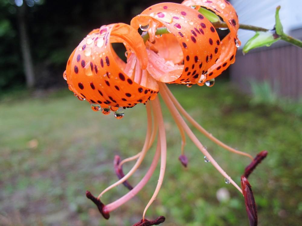 Photo of Tiger Lily (Lilium lancifolium) uploaded by robertduval14