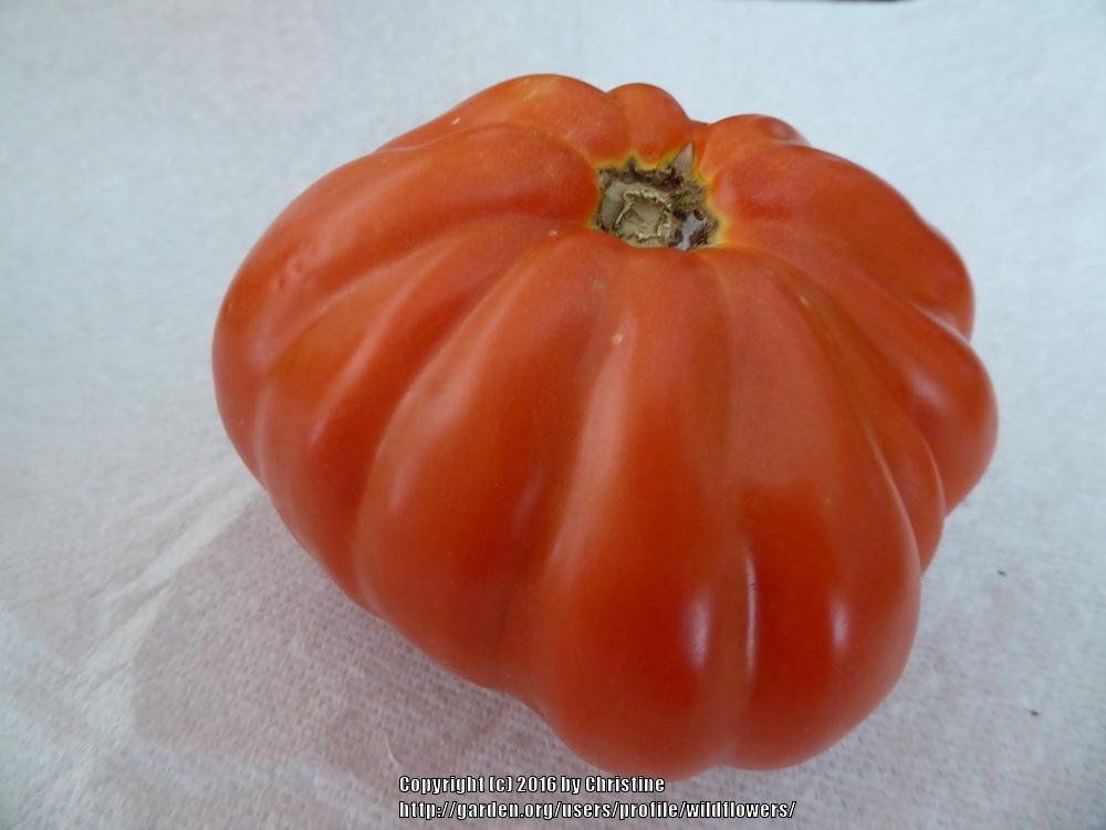 Photo of Tomato (Solanum lycopersicum 'Red Pear Franchi') uploaded by wildflowers