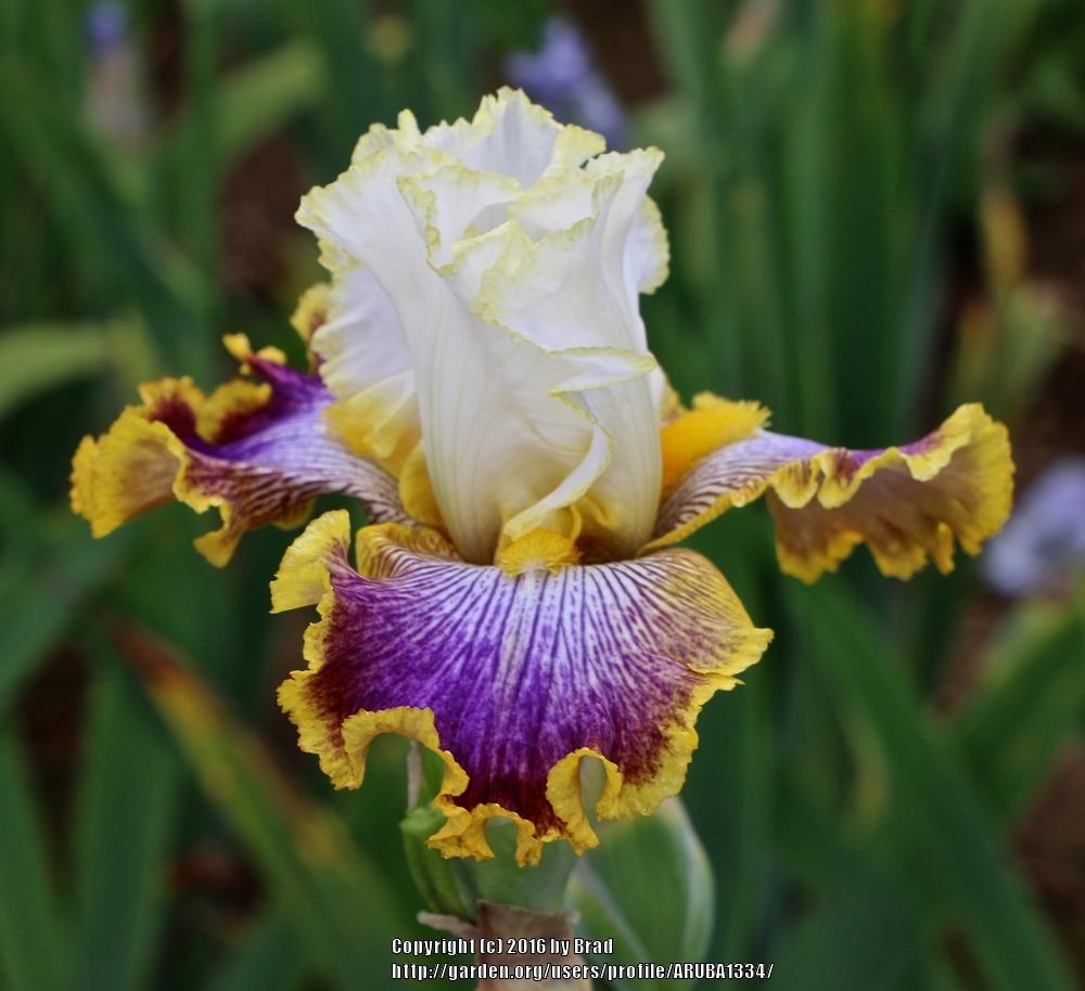 Photo of Tall Bearded Iris (Iris 'Patchwork Puzzle') uploaded by ARUBA1334
