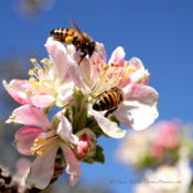 Honey bees enjoying apple blossoms
