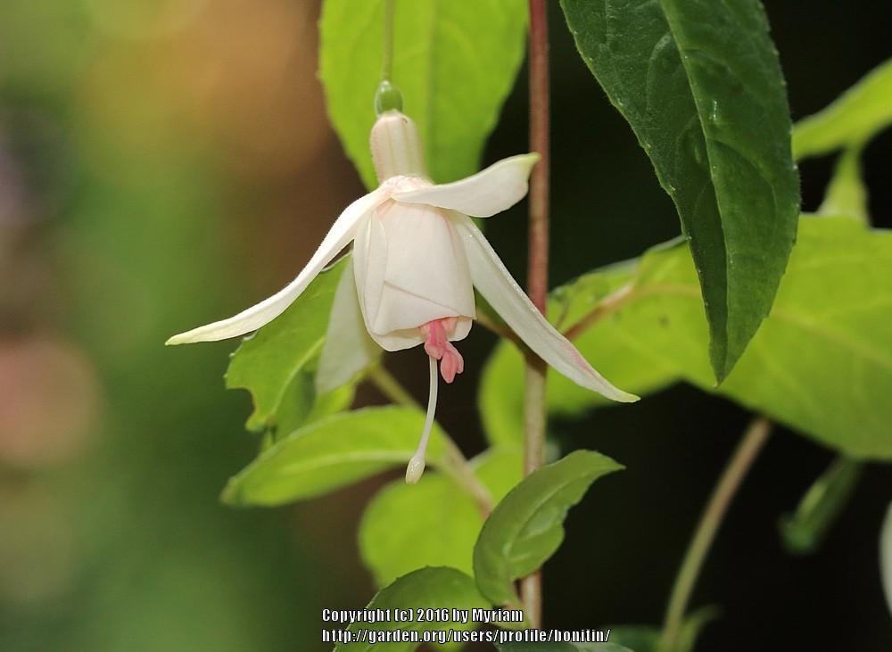 Photo of Fuchsia 'Ting-a-Ling' uploaded by bonitin