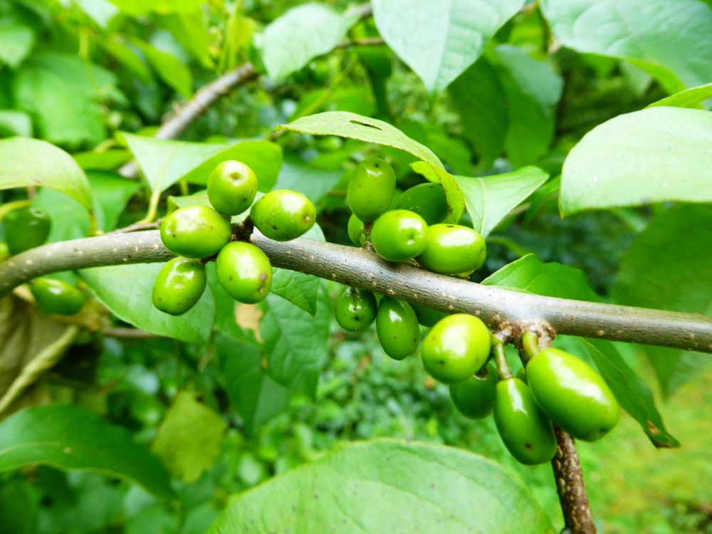 Photo of Spicebush (Lindera benzoin) uploaded by mellielong