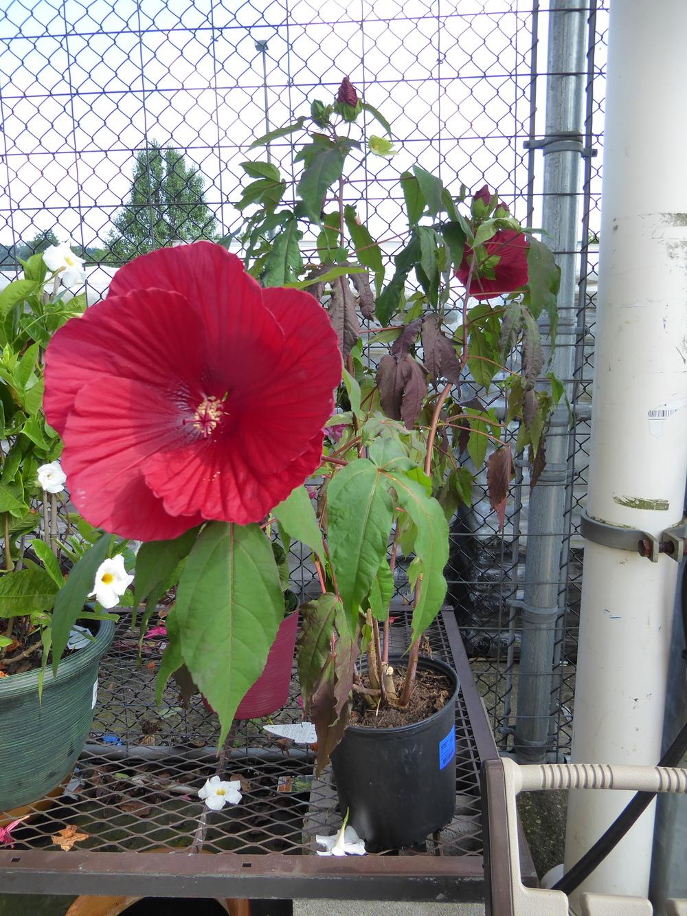 Photo of Hybrid Hardy Hibiscus (Hibiscus 'Midnight Marvel') uploaded by mellielong