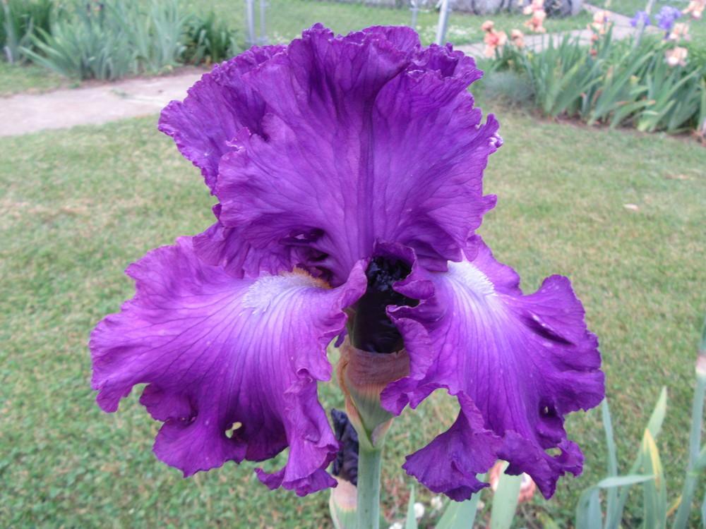 Photo of Tall Bearded Iris (Iris 'Aristocracy') uploaded by tveguy3