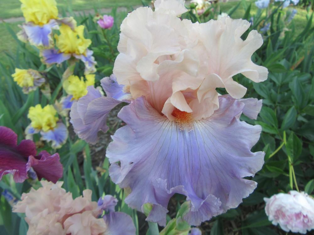 Photo of Tall Bearded Iris (Iris 'Arrivederci') uploaded by tveguy3