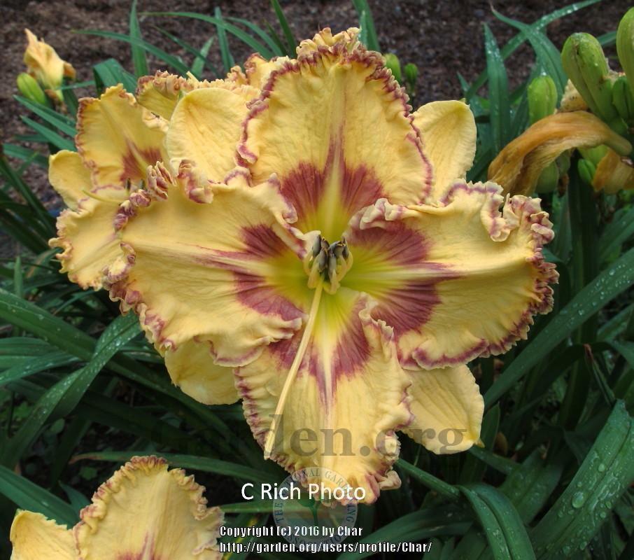 Photo of Daylily (Hemerocallis 'Star Quest') uploaded by Char