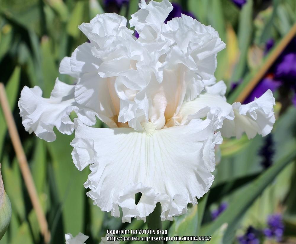 Photo of Tall Bearded Iris (Iris 'Heavenly Host') uploaded by ARUBA1334