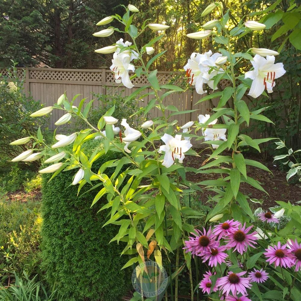 Photo of Oriental Lily (Lilium 'Casa Blanca') uploaded by Patty
