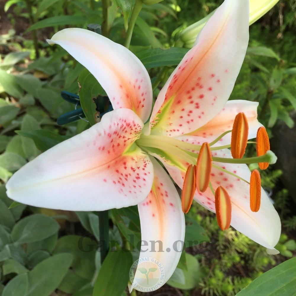 Photo of Lily (Lilium 'Salmon Star') uploaded by Patty