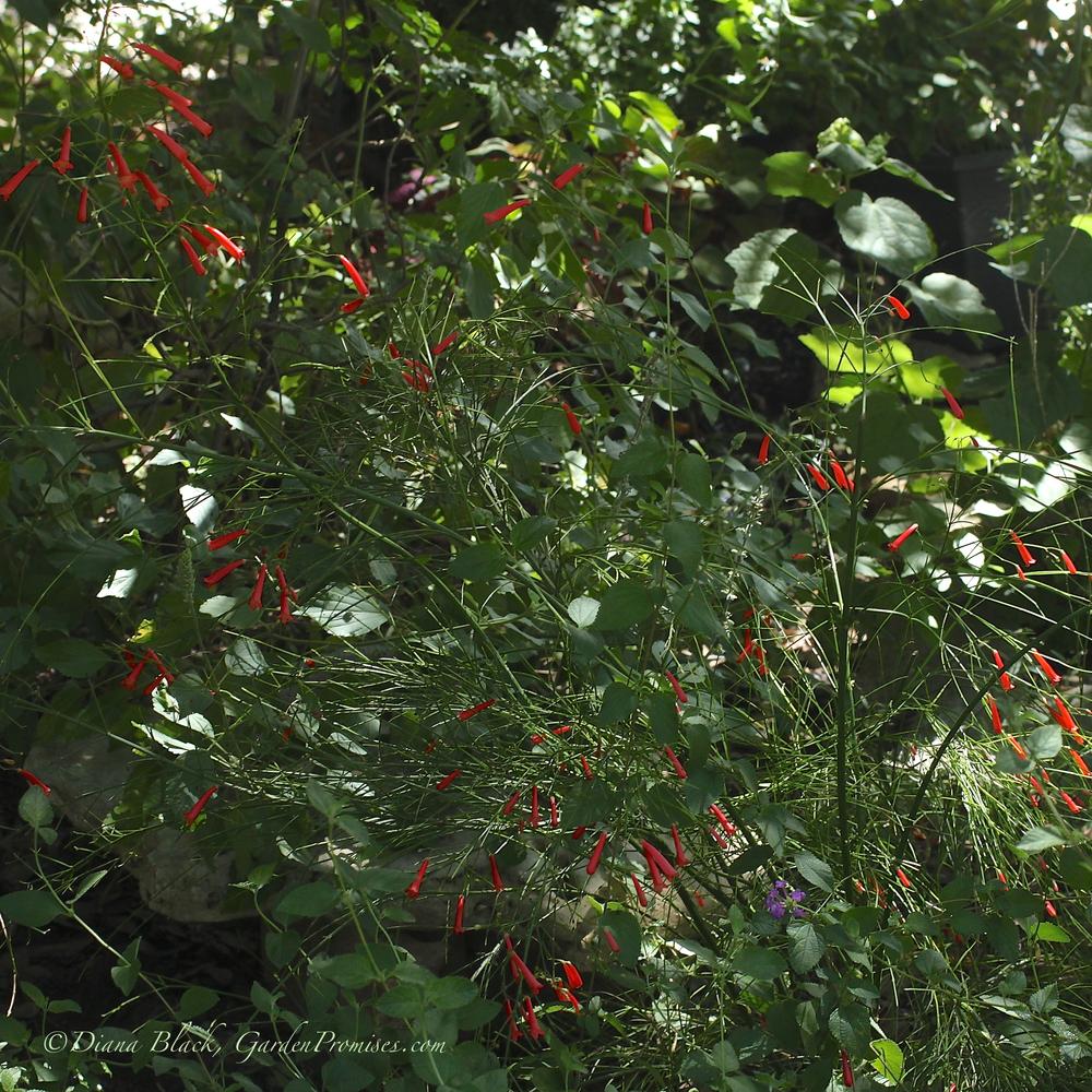 Photo of Firecracker Plant (Russelia equisetiformis) uploaded by Rocks2Blooms
