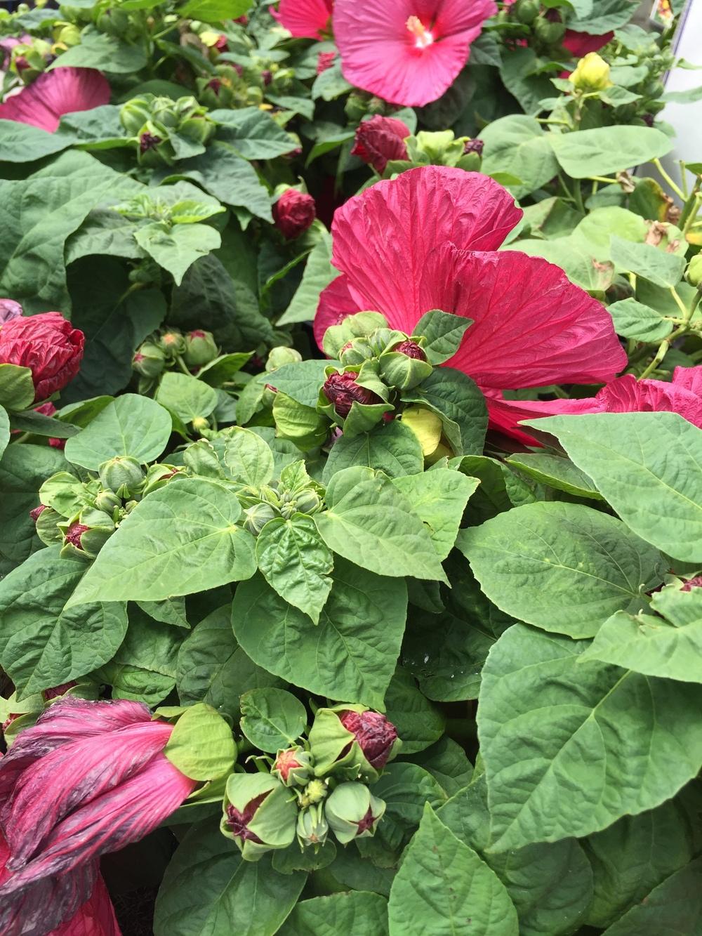 Photo of Hybrid Hardy Hibiscus (Hibiscus Luna™ Red) uploaded by SpringGreenThumb