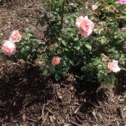 Location: My garden, Pequea, PA 17565
Date: 2016-08-03
Own-root rose planted spring, 2016; wonderful fragrance!