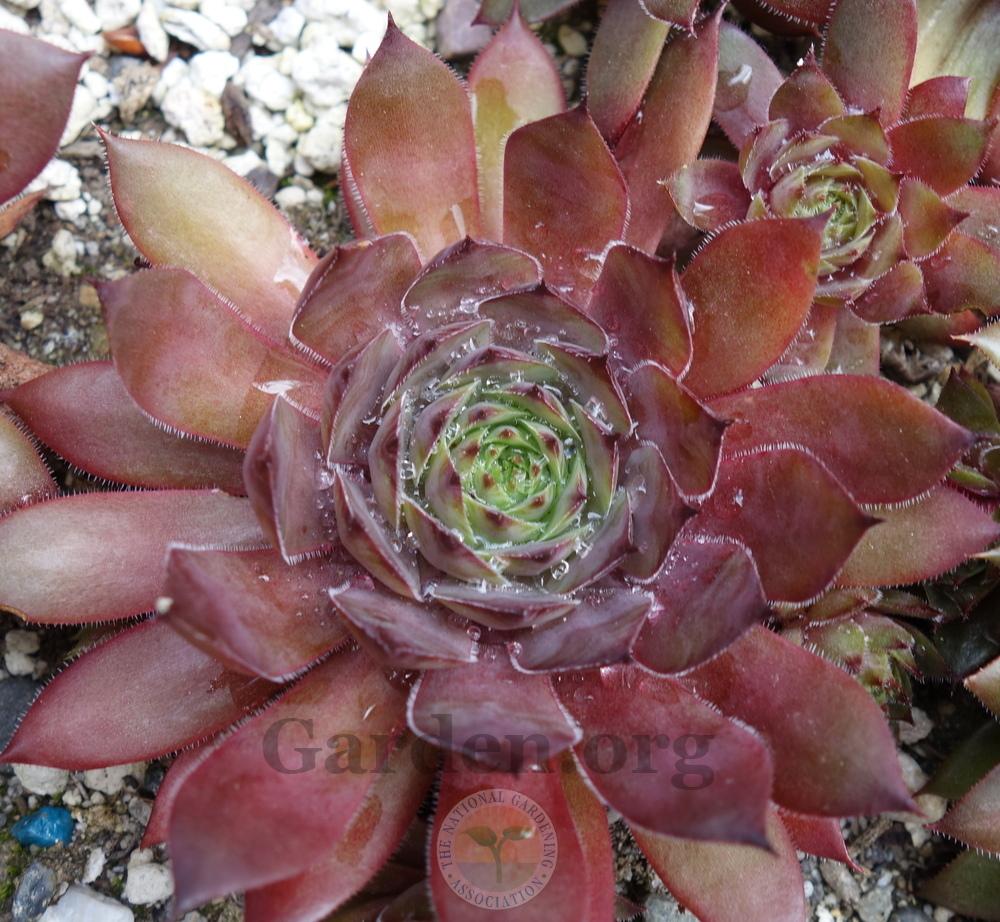 Photo of Hen and Chicks (Sempervivum 'Pocahontas') uploaded by springcolor