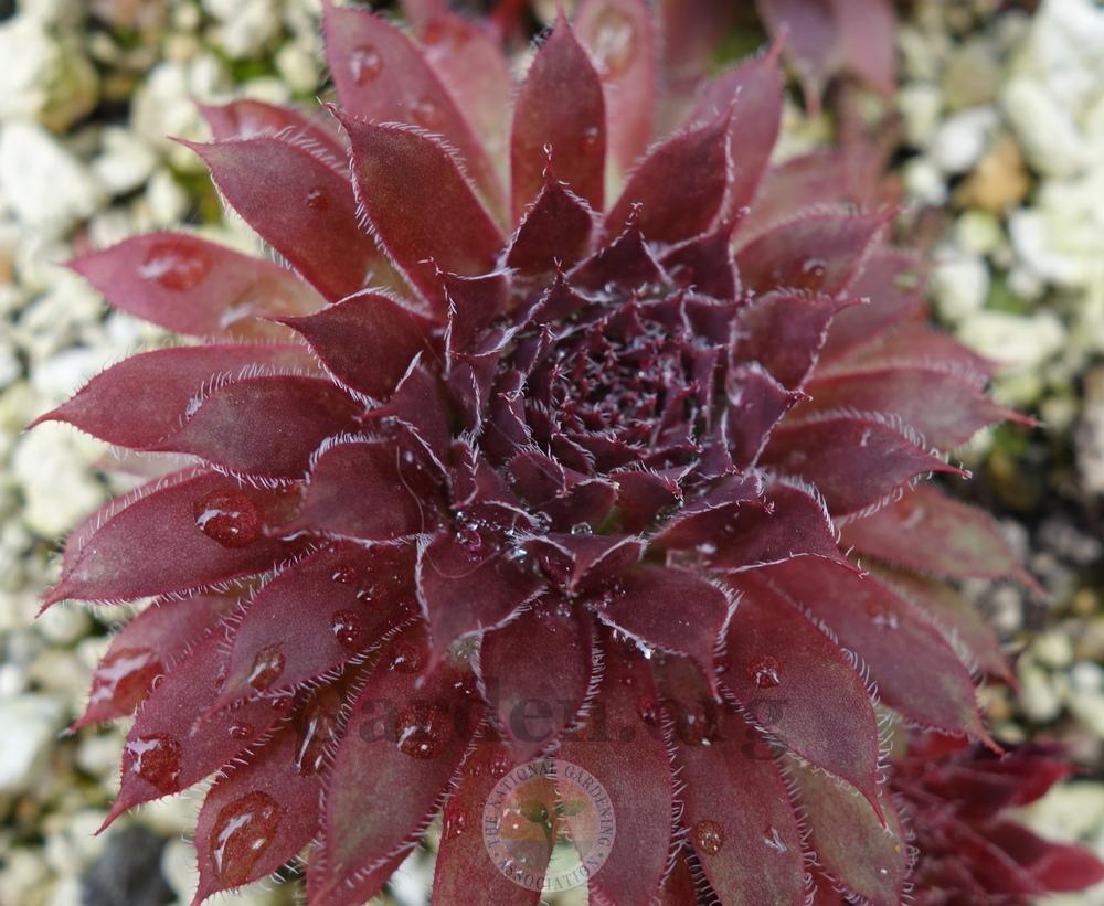 Photo of Hen and Chicks (Sempervivum 'Astrid') uploaded by springcolor