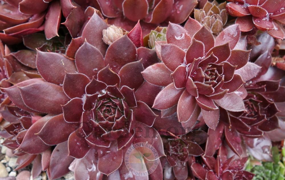 Photo of Hen and Chicks (Sempervivum 'Pacific Shadows') uploaded by springcolor