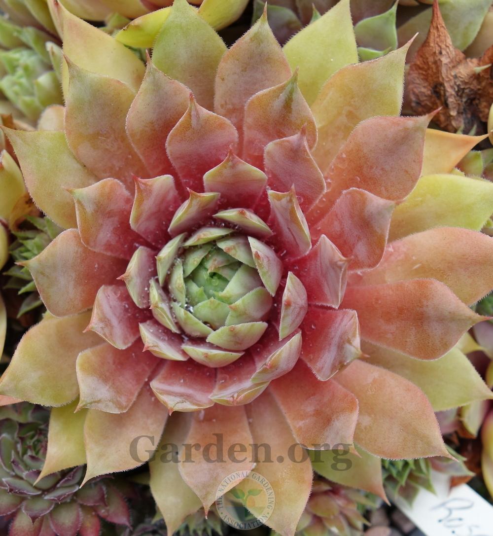 Photo of Hen and Chicks (Sempervivum 'Rose Queen') uploaded by springcolor