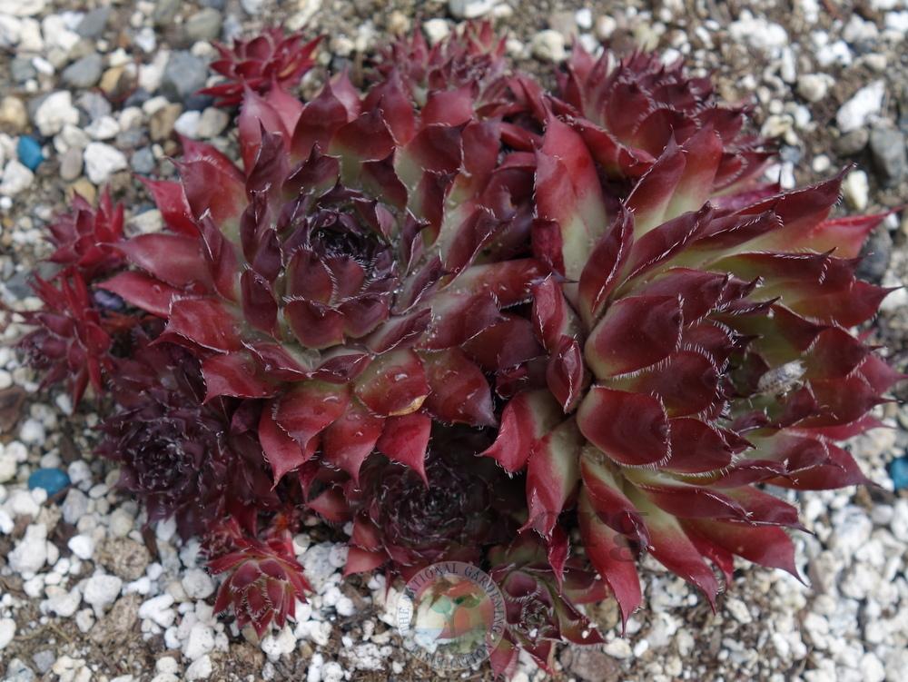 Photo of Hen and Chicks (Sempervivum 'Nachtmelodie') uploaded by springcolor