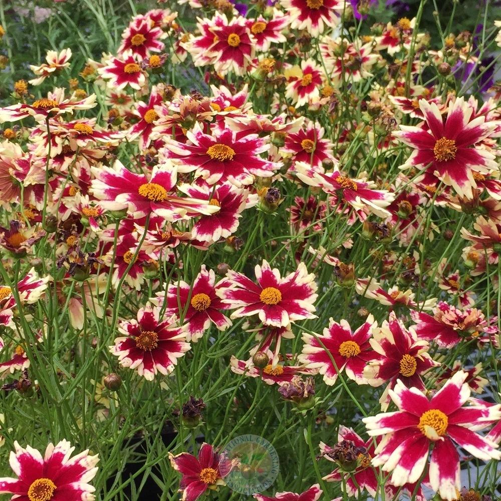 Photo of Hybrid Tickseed (Coreopsis Hardy Jewel™ Ruby Frost) uploaded by Patty