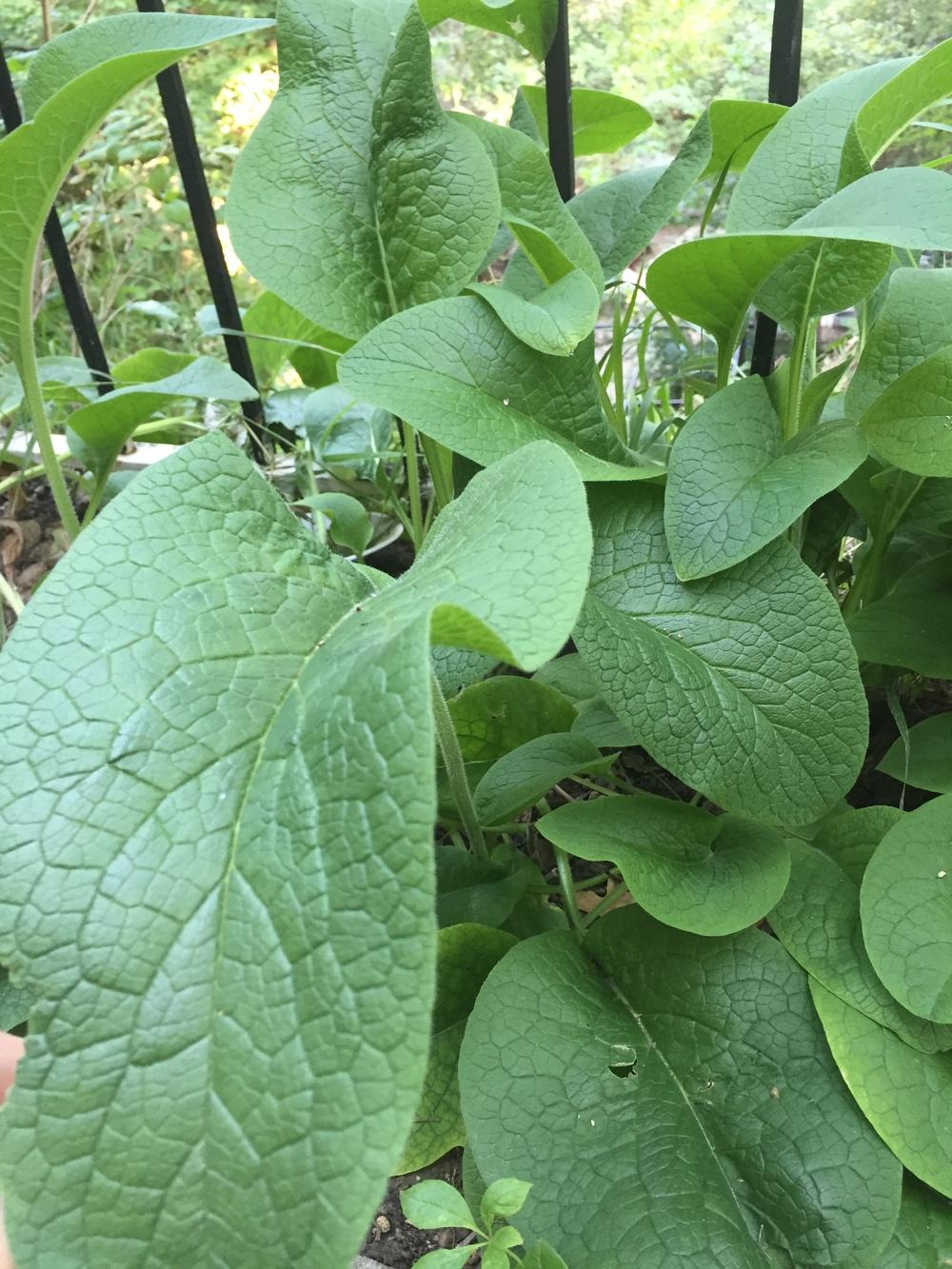 Photo of Comfrey (Symphytum officinale) uploaded by SpringGreenThumb
