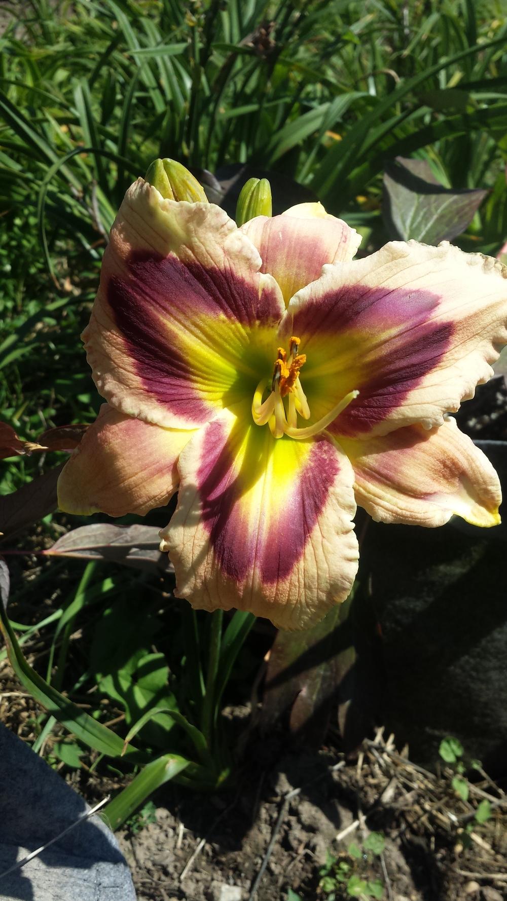 Photo of Daylily (Hemerocallis 'Jane's Prism') uploaded by TomThumb