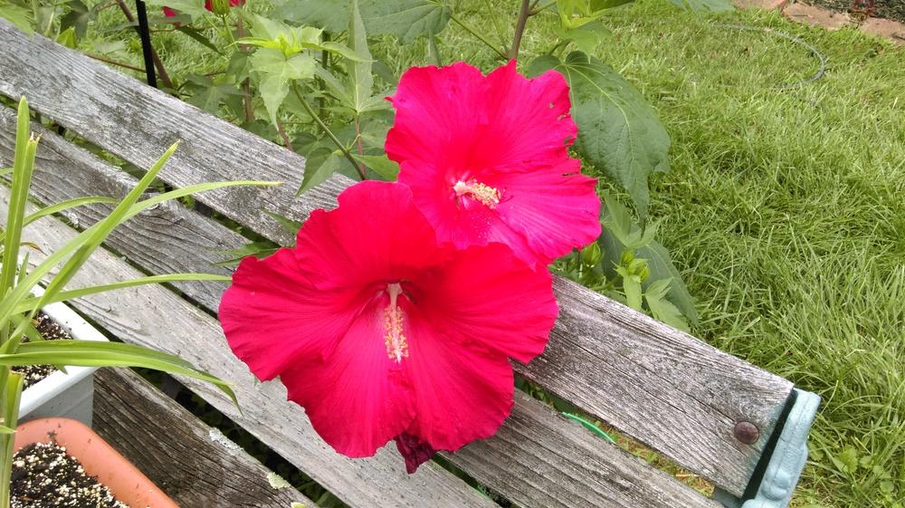 Photo of Hybrid Hardy Hibiscus (Hibiscus 'Lord Baltimore') uploaded by mystlw
