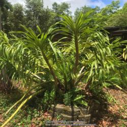 Location: Wahiawa Botanical Garden, Oahu Hawaii
Date: 2016-07-13
A real giant!