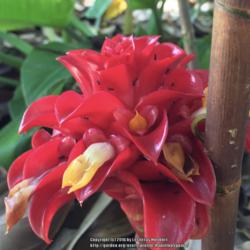 Location: Wahiawa Botanical Garden, Oahu Hawaii
Date: 2016-07-07