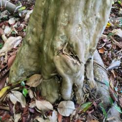 Location: Wahiawa Botanical Garden, Oahu Hawaii
Date: 2016-07-07
Natural leaf litter and seedlings around tree trunk.