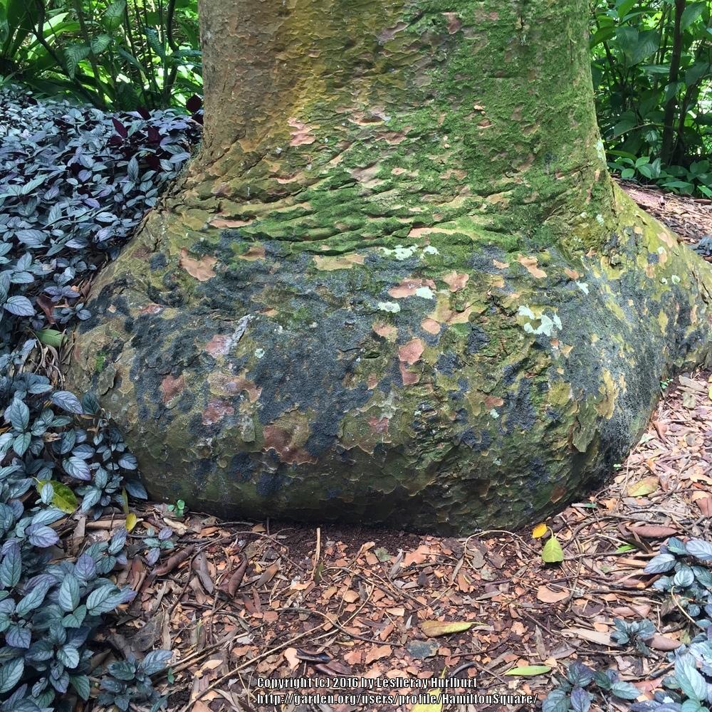 Photo of Queensland Kauri (Agathis robusta) uploaded by HamiltonSquare