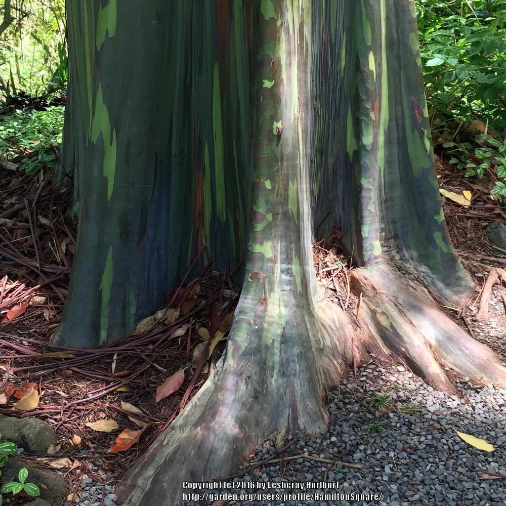 Photo of Rainbow Eucalyptus (Eucalyptus deglupta) uploaded by HamiltonSquare