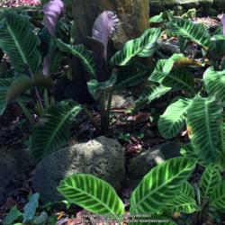Location: Wahiawa Botanical Garden, Oahu Hawaii
Date: 2016-07-07