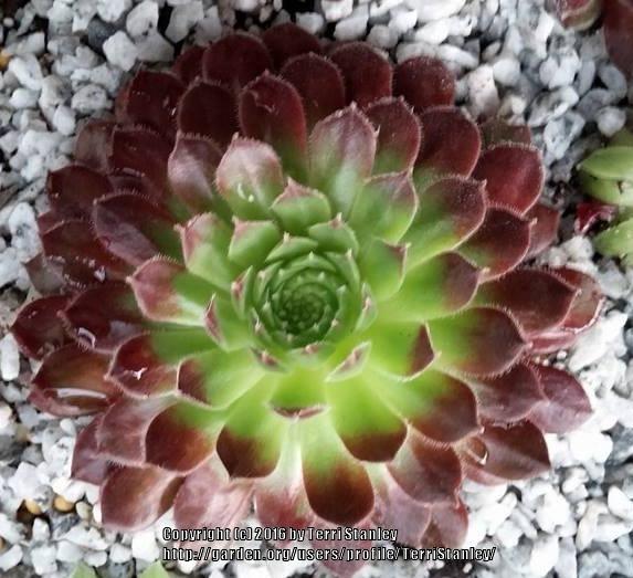 Photo of Hen and Chicks (Sempervivum 'Pacific Red Tide') uploaded by TerriStanley