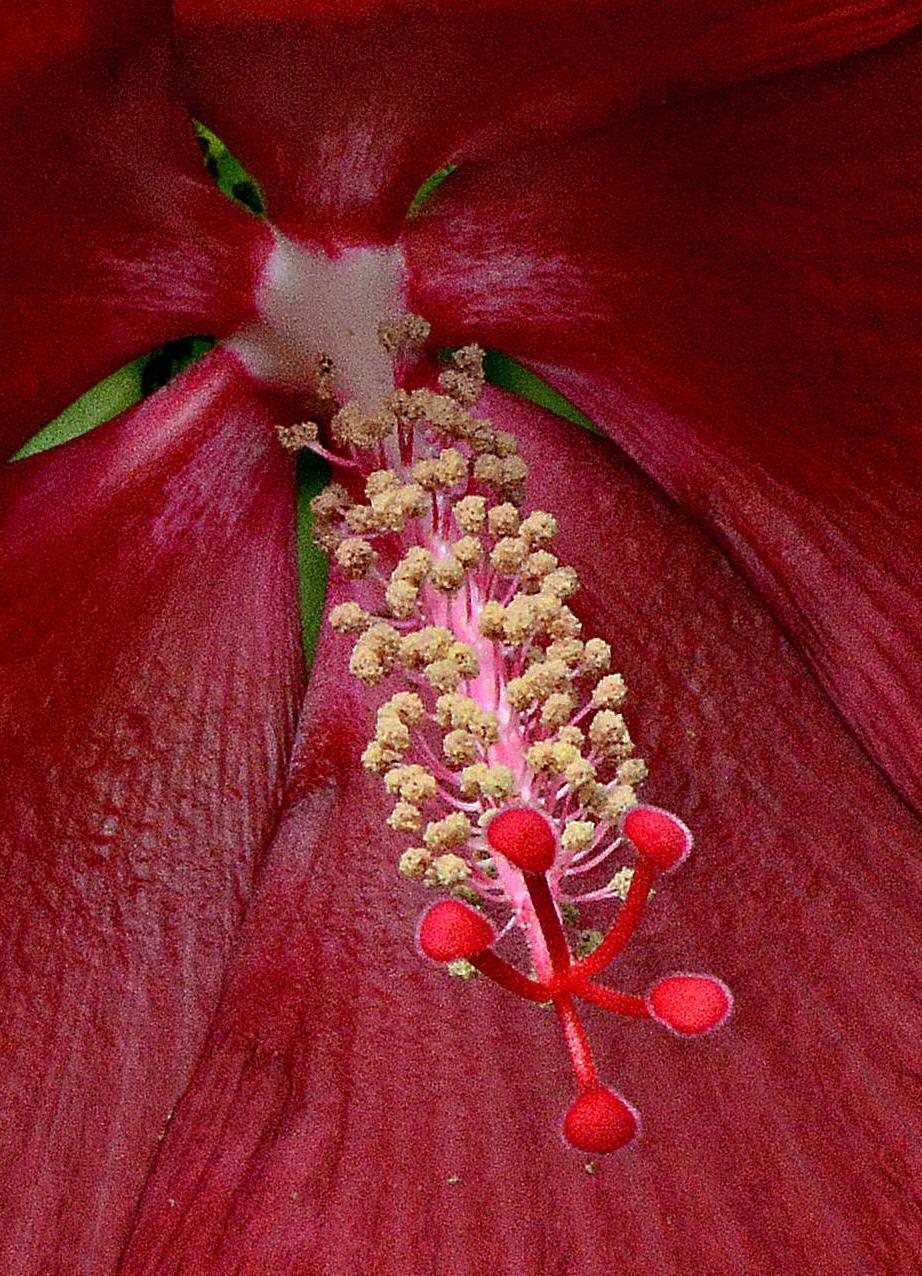 Photo of Hybrid Hardy Hibiscus (Hibiscus 'Lord Baltimore') uploaded by marsrover