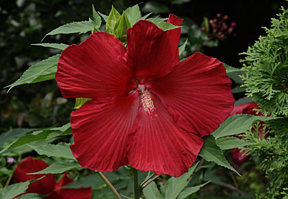 Photo of Hybrid Hardy Hibiscus (Hibiscus 'Lord Baltimore') uploaded by marsrover