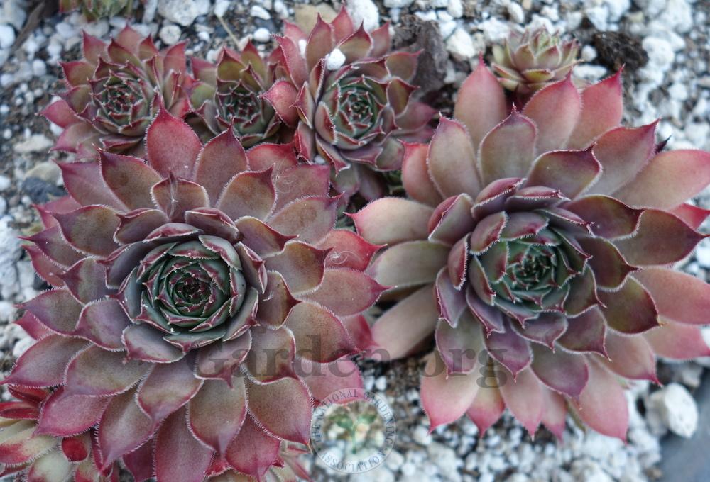 Photo of Hen and Chicks (Sempervivum 'Arondina') uploaded by springcolor