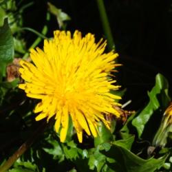 Location: Switzerland, at 2'500m above sea level on the Säntis
Date: 2016-08-04
Dandelion in August