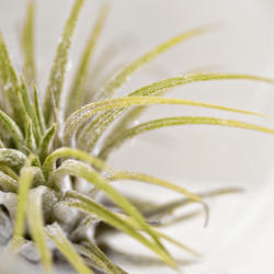 Location: Tyler, TX
Date: 2015-11-02
Close-up of small Tillandsia in glass orb