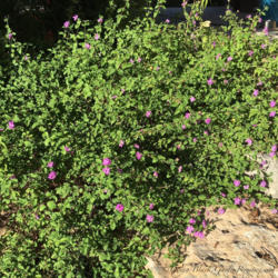 Location: Central Texas
Date: 2016-07-31
This is a good plant for rock gardens