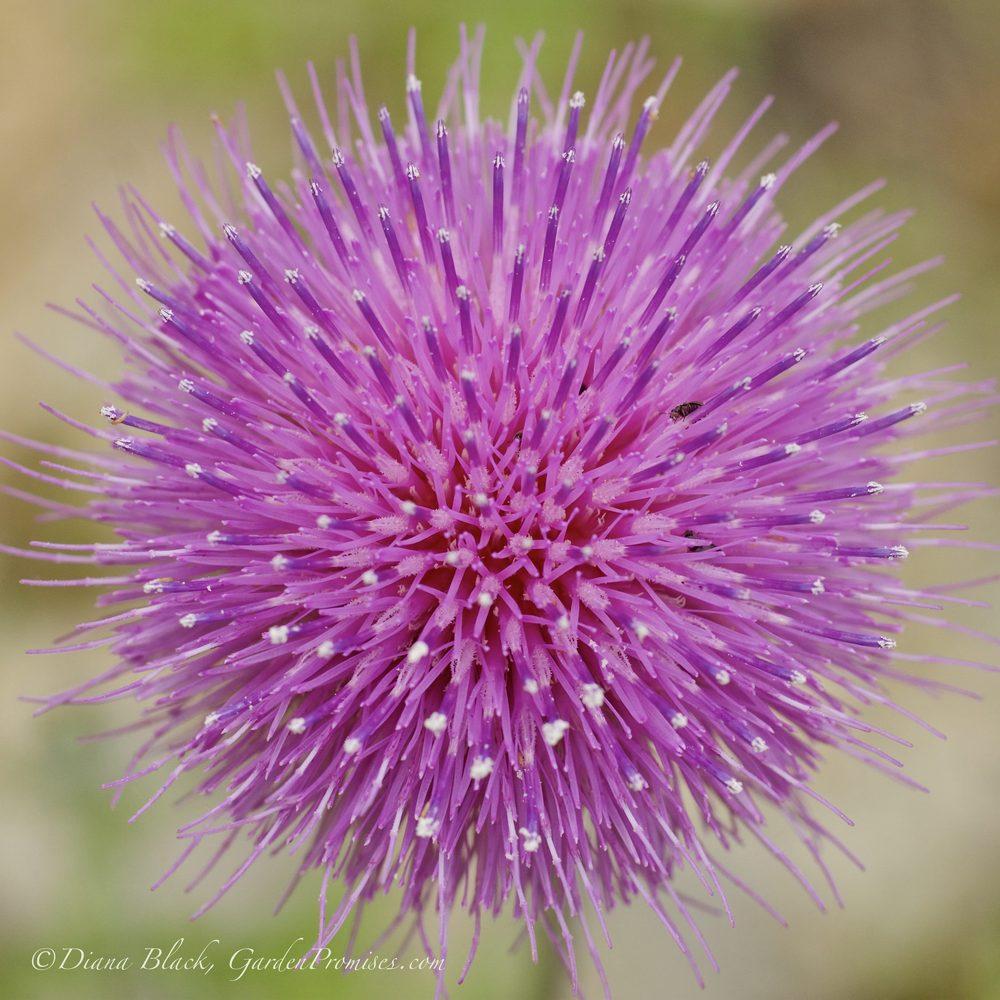 Photo of Thistle (Cirsium) uploaded by Rocks2Blooms