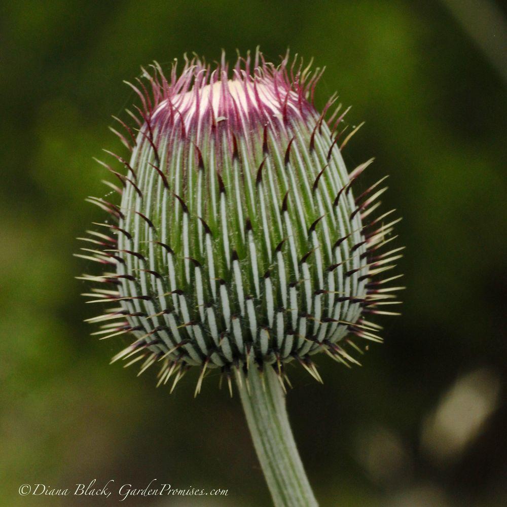 Photo of Thistle (Cirsium) uploaded by Rocks2Blooms
