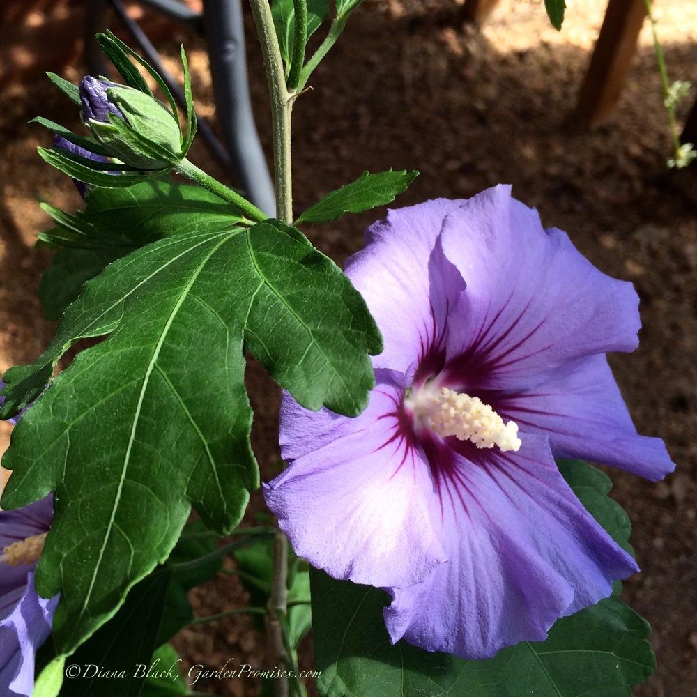 Photo of Rose of Sharon (Hibiscus syriacus Blue Satin®) uploaded by Rocks2Blooms