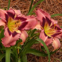Location: At home in Aiken, SC 
Date: 2016-08-05
Very reliable rebloom and every bloom is perfect!  Love it!