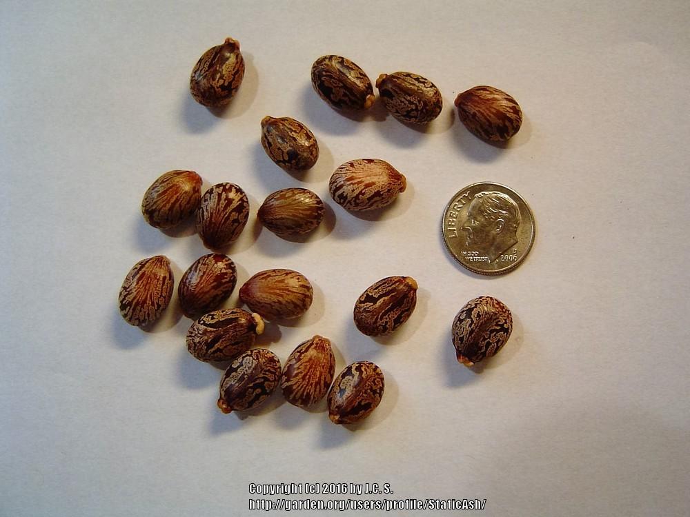 Photo of Castor Beans (Ricinus communis) uploaded by StaticAsh
