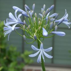 Location: zone 9
Date: 2013-05-09
Bloom stalk of the blue agapanthus