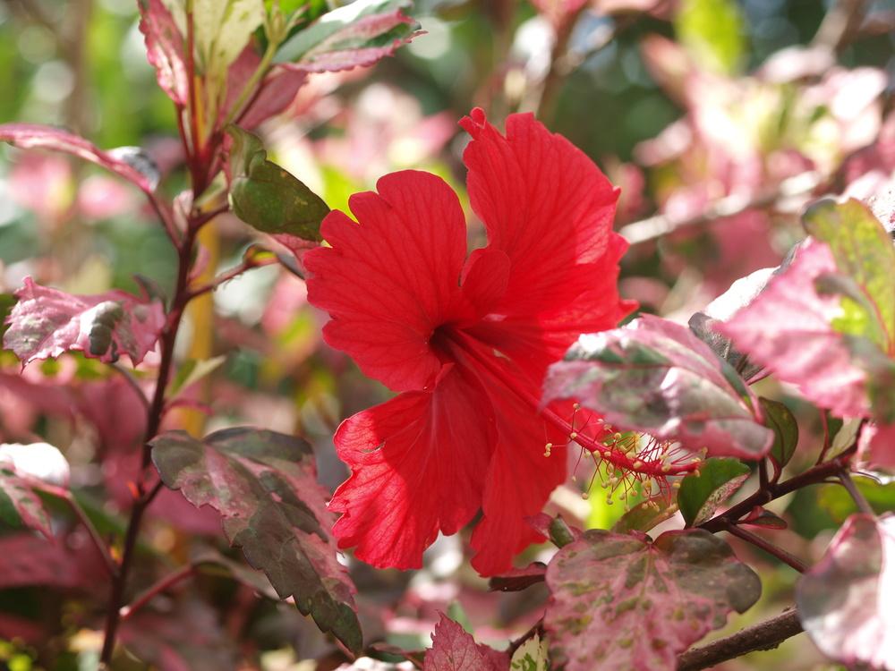 Photo of Tropical Hibiscuses (Hibiscus rosa-sinensis) uploaded by honeyx4