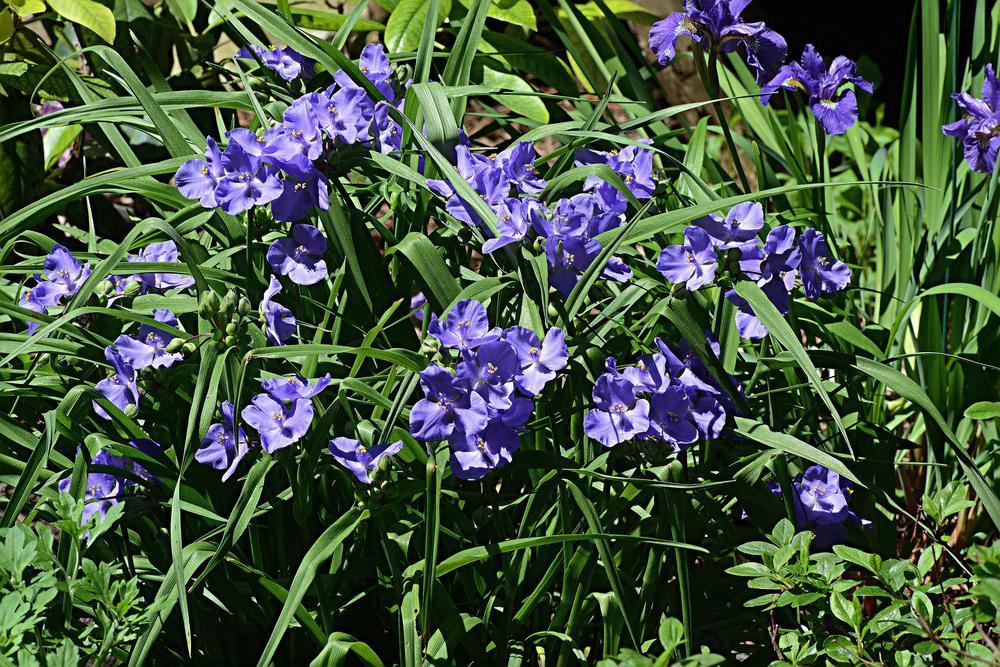 Photo of Spiderwort (Tradescantia 'Sweet Kate') uploaded by marsrover