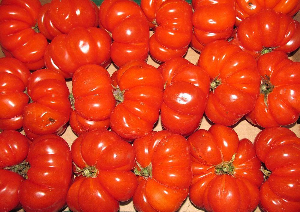 Photo of Tomato (Solanum lycopersicum 'Costoluto Fiorentino') uploaded by robertduval14