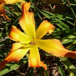 Location: Along The Fence Daylilies - Dansville, MI
Date: 2016-08-06
10AM
