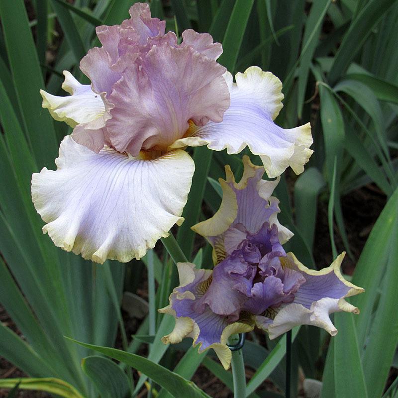 Photo of Tall Bearded Iris (Iris 'Kiss Me Please') uploaded by Lestv