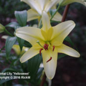 Oriental Lily 'Yelloween' Flower